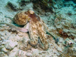Caribbean Octopus IMG 7822